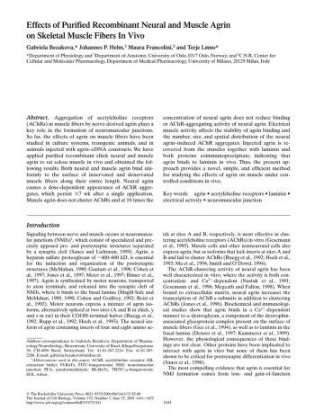 Effects of Purified Recombinant Neural and Muscle Agrin Effects of Purified Recombinant Neural and Muscle Agrin
