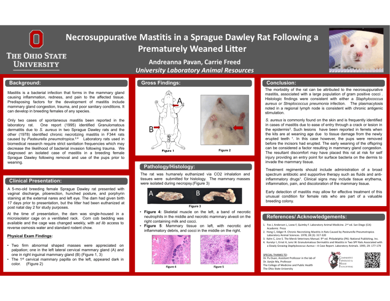 Necrosuppurative Mastitis in a Sprague Dawley Rat Following a Necrosuppurative Mastitis in a Sprague Dawley Rat Following a