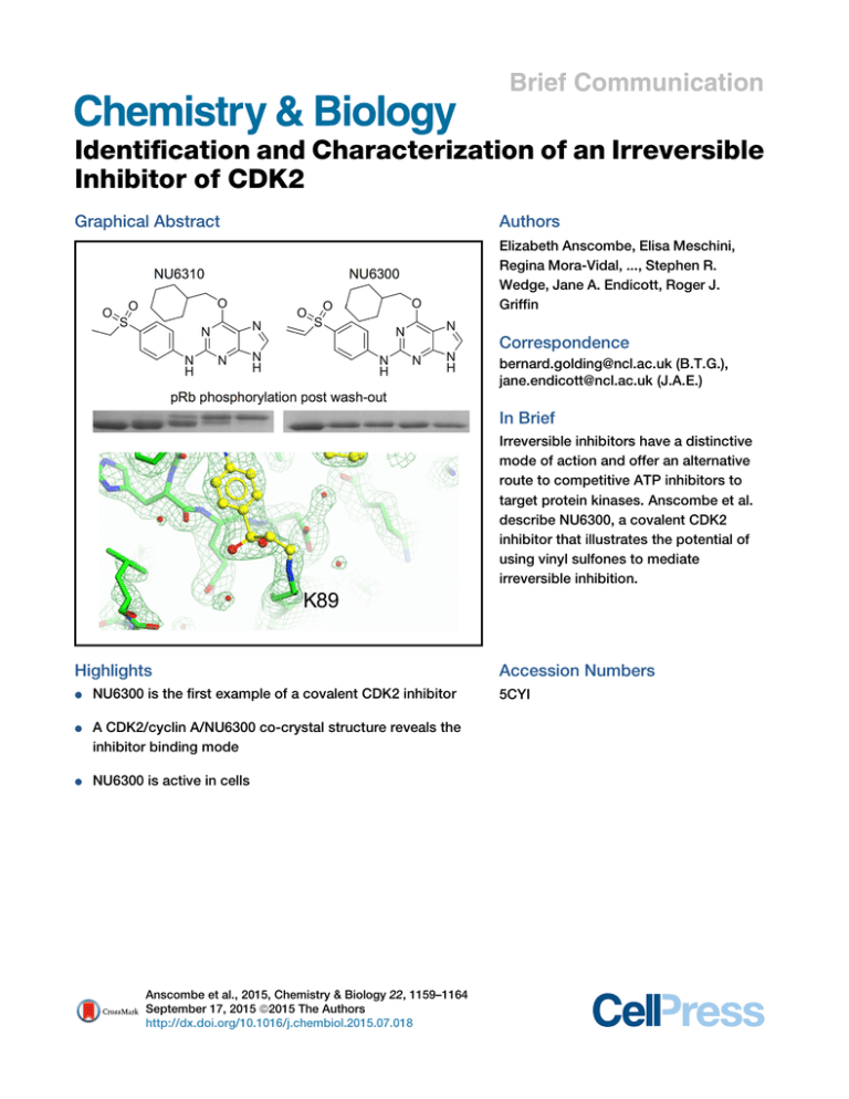 Identification And Characterization Of An Irreversible Inhibitor Of Cdk2 Brief Communication Graphical Abstract Manualzz