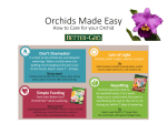 Better-Gro 20424 4 in. White Latouriate Dendrobium Import Packaged Orchid Manual