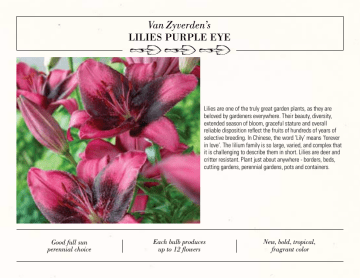 Van Zyverden 832311 Lilies Purple Eye Bulbs (Set of 7) Manual | Manualzz